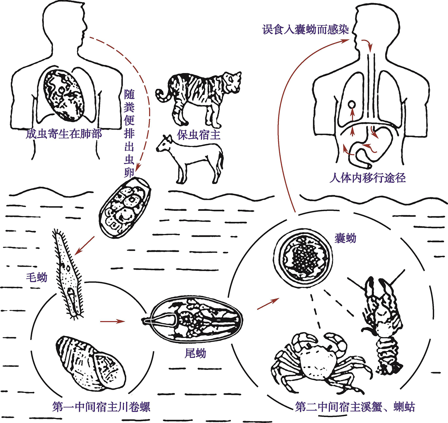 图8 肺吸虫生活史.jpg