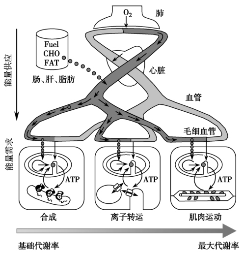 图1 能量代谢的多水平调节.jpg