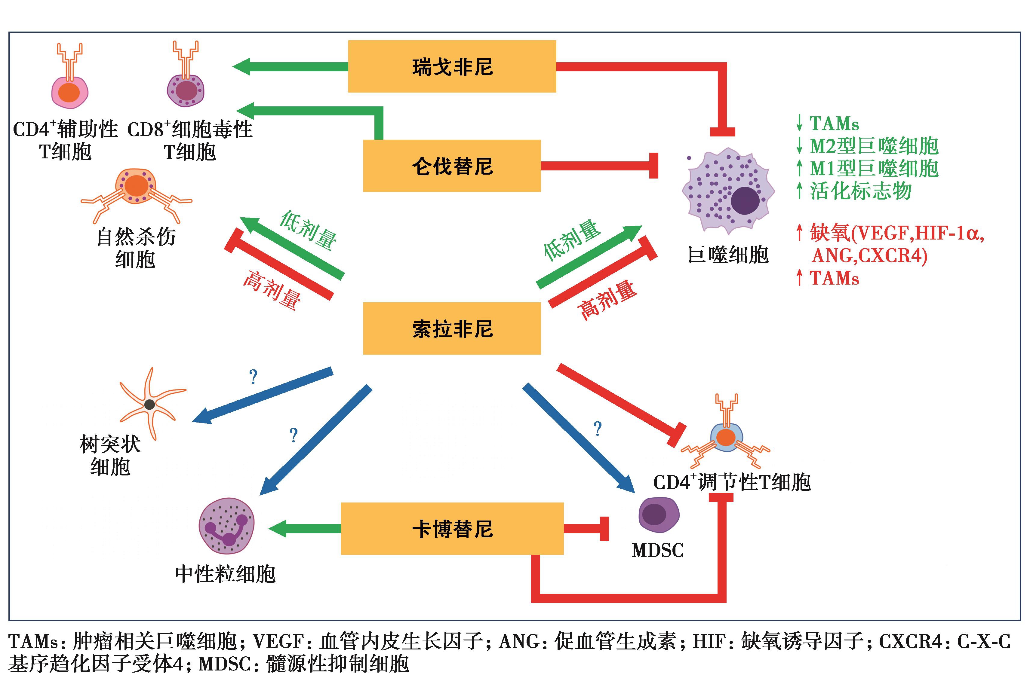 图14 不同分子靶向抗血管生成药物对免疫微环境分子调节机制.jpg