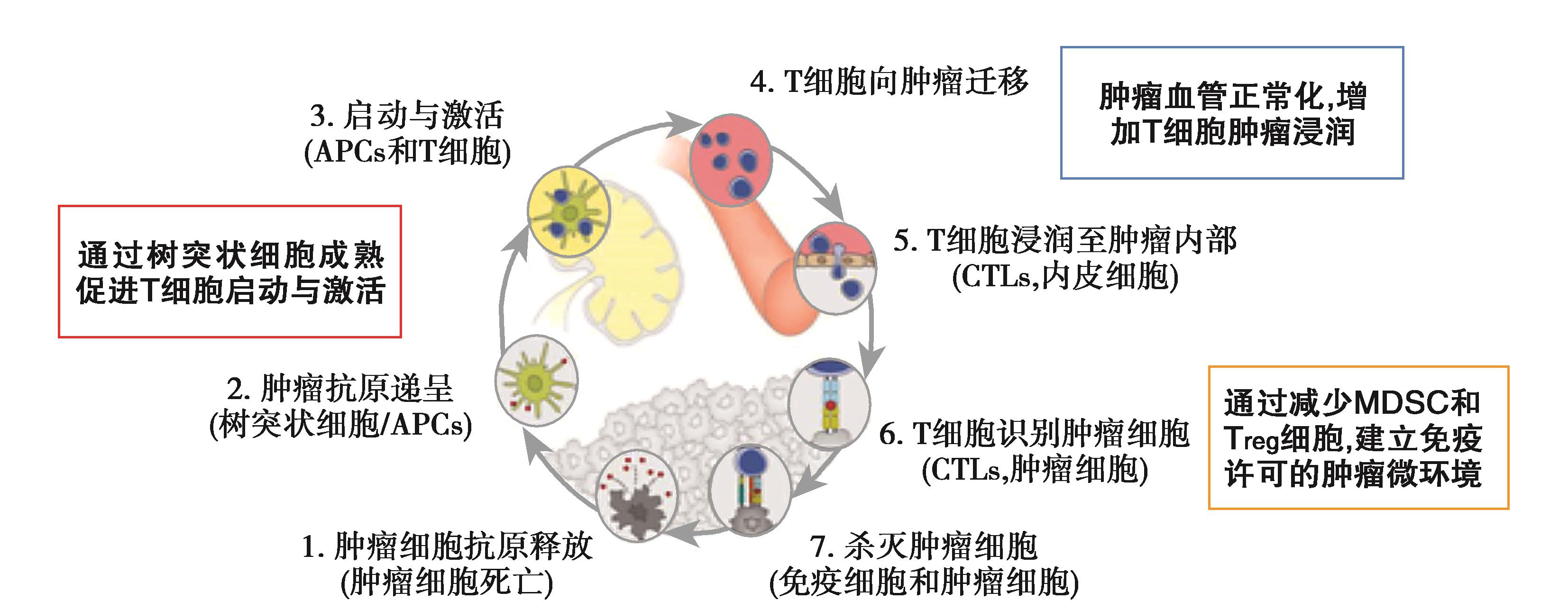 图10 抗血管生成药物对肿瘤免疫微环境的影响.jpg