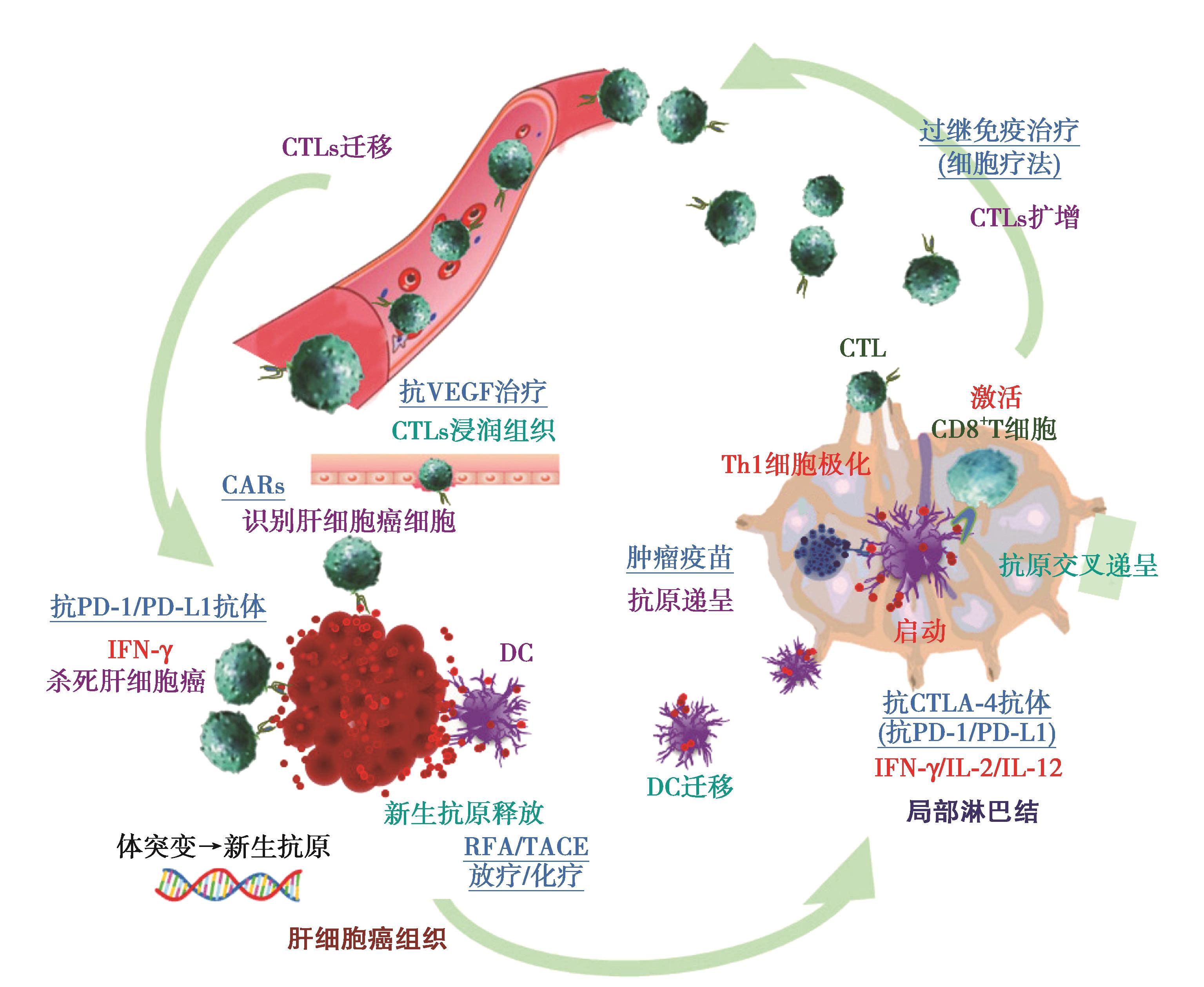 图5 肿瘤免疫循环及免疫治疗靶点.jpg