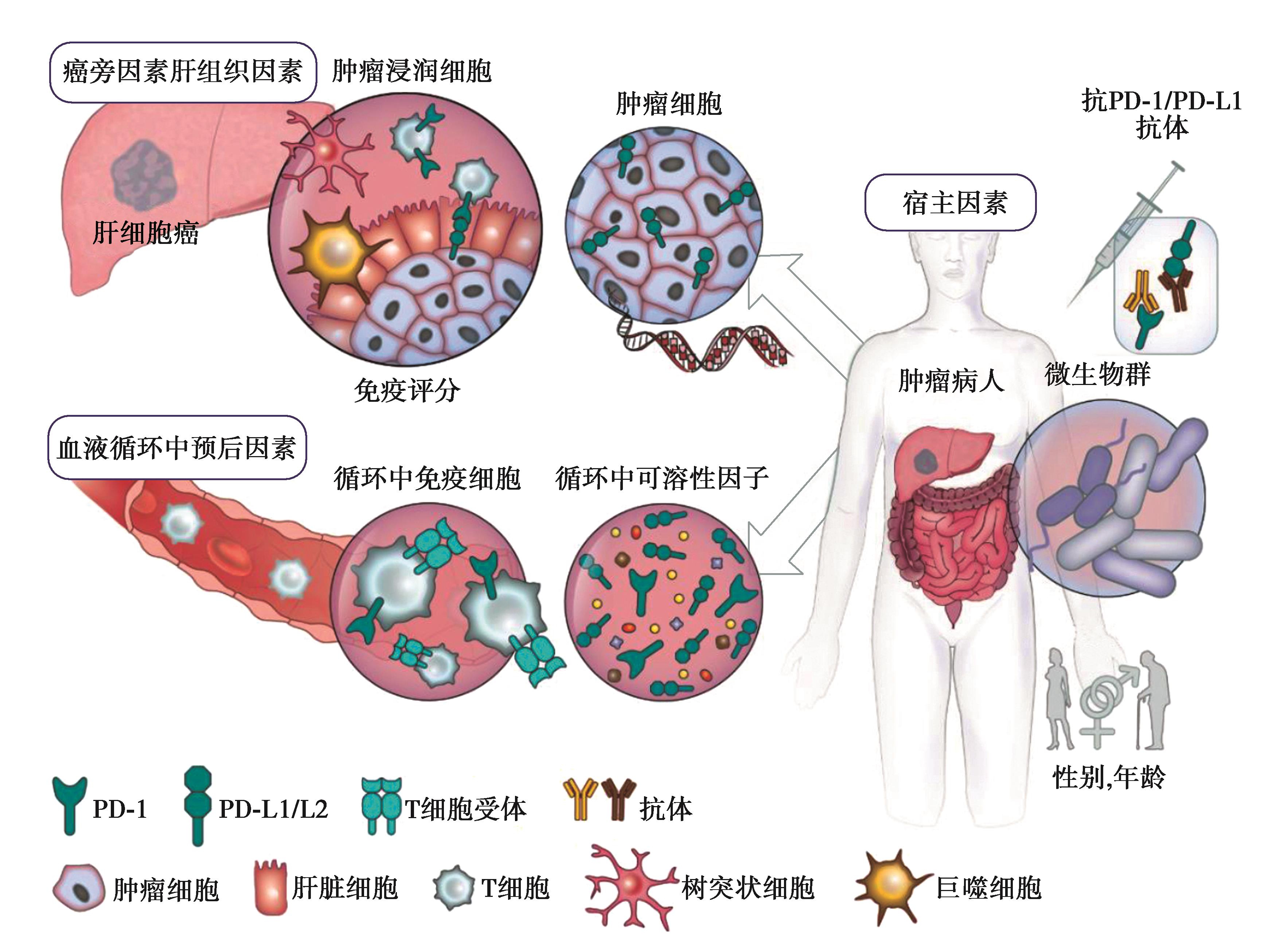 图4 HCCPD-1／PD-L1抑制剂疗效预测可能标志物概览.jpg